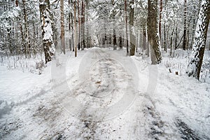Winter road in the woods