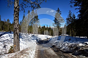 Winter road in the woods photo