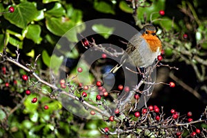 Winter Robin