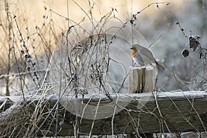 Winter robin photo