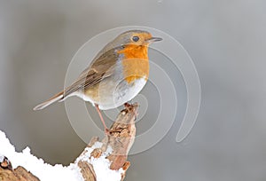 Winter Robin bird