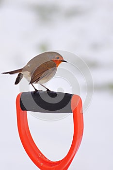 Winter Robin (Erithacus rubecula)