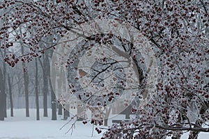 Winter Robin on a Hoarfrost Coated Tree