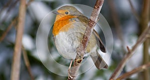 Winter Robin