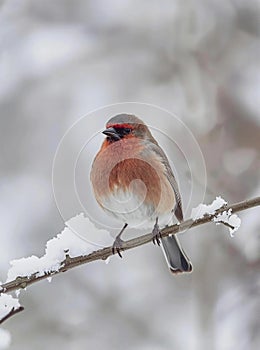 Winter Robin - snowy time