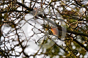 Winter Robin in Twig foliage
