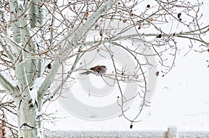 Winter Roost for a Collared Dove in a snow covered aspen tree.