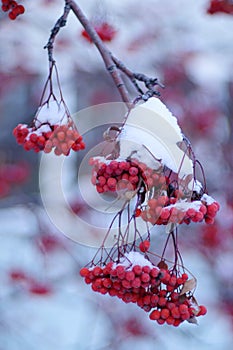 Winter Rowan fruit day photo