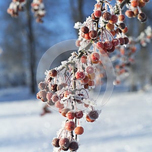 Winter Rowanberries