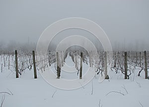 Winter rows of grapevines