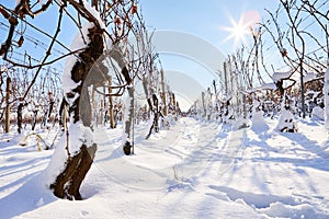 Winter rows of vineyards on a sunny day