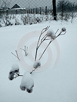 Winter rural landscape.