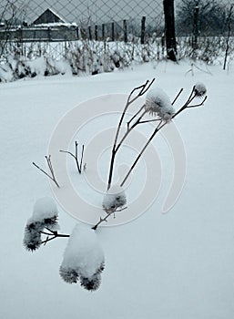 Winter rural landscape.