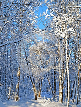 Winter rural landscape