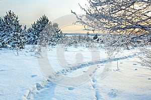 Winter rural landscape with forest, snow and path