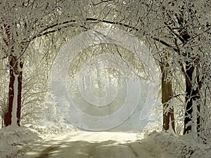 Carreteras a través de congelado árboles 