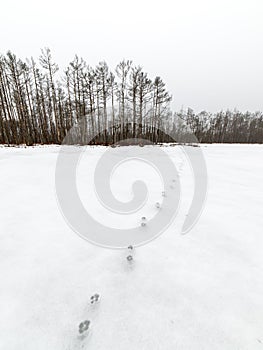 Winter rural scene with fog and white fields