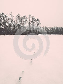 Winter rural scene with fog and white fields - retro vintage eff