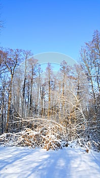 Winter russian forest