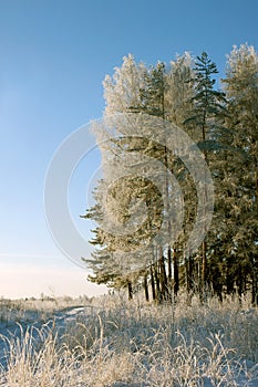 Winter. Russian forest