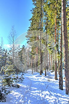 Winter russian forest at sun day