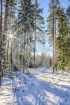 Winter russian forest at sun day with sunrays