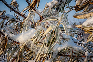 Winter's Chill: Frozen Green Leaves Covered in Frost and Snow