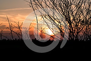 A Winter\'s Embrace of a Bare Tree Against a Radiant Sunrise Sunset Sky