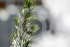 Winter\'s Embrace: Snow-Kissed Pine Bough