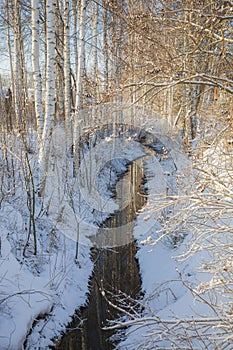 Winter's Landscape With Birches