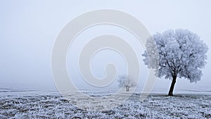 Winter's Magic: Frost-Covered Steppe Tree