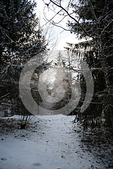 Winter\'s Passage: Roaming the Snow-Clad Paths of Pokainu Mezs, Dobele, Latvija