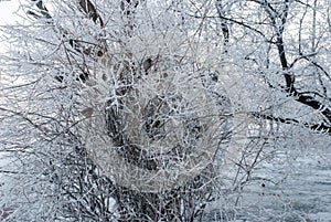 The Winter`s Tale. The bushes covered with hoarfrost