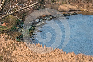 A Winter`s view of a Wooded Shoreline by blue water