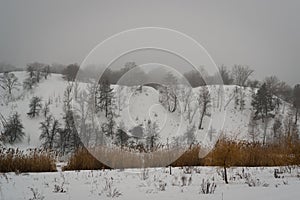 Winter sad landscape with bare trees and hill with bushes.
