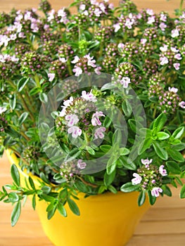 Winter savory in flowerpot