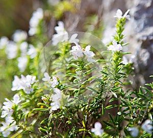 Winter Savory Satureja Montana  with small  blossoms of pale lavender color in sunlight, province Salerno,  Italy. Selective Foc