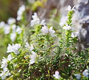 Winter Savory Satureja Montana  with small  blossoms of pale lavender color in sunlight, province Salerno,  Italy. Selective Foc photo