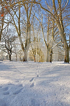 Winter scene