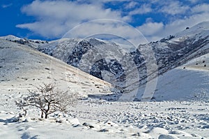 Winter scene