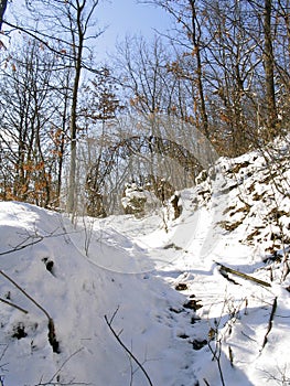 Winter scene