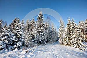 Winter scene