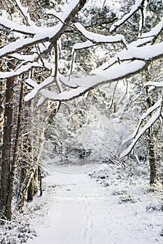 Winter scene at Abernethy Forest in the Cairngorms.