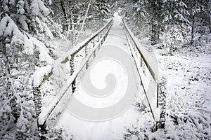 Winter scene at Abernethy Forest in the Cairngorms.