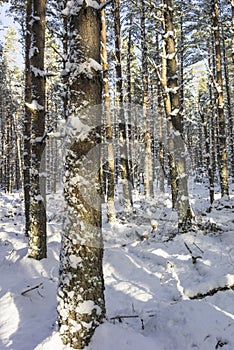 Winter scene at Abernethy Forest in the Cairngorms.