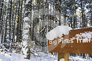 Winter scene at Abernethy Forest in the Cairngorms.