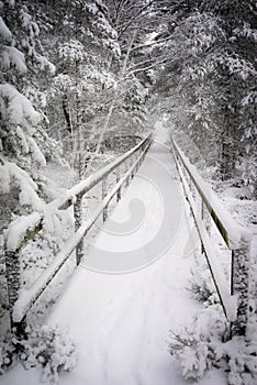Winter scene at Abernethy Forest in the Cairngorms of Scotland.
