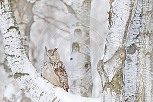 Winter scene with Big Eastern Siberian Eagle Owl, Bubo bubo sibiricus, sitting in the birch tree with snow in the forest