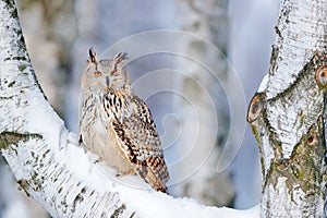 Winter scene with Big Eastern Siberian Eagle Owl, Bubo bubo sibiricus, sitting in the birch tree with snow in the forest