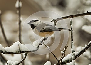 Winter scene with a black capped chickadee, poecile atricapillus photo